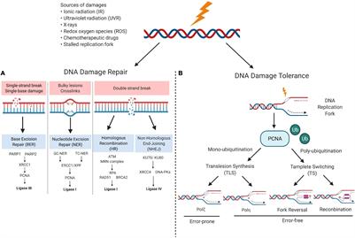 Sweet Melody or Jazz? Transcription Around DNA Double-Strand Breaks